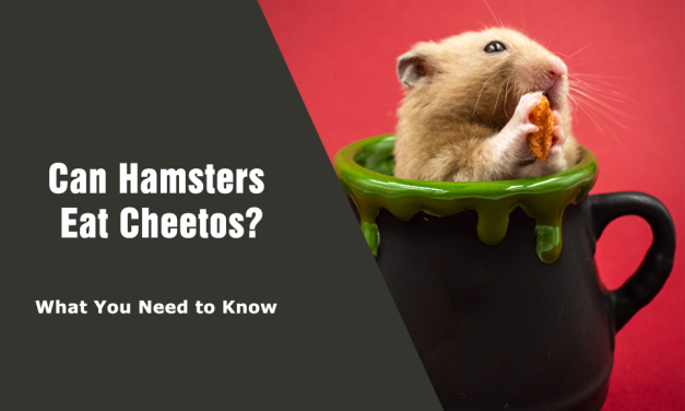 Can Hamsters Eat Cheetos? Here’s What You Need to Know
