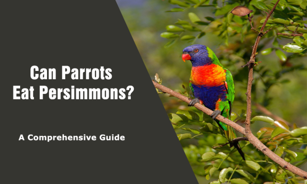 Can Parrots Eat Persimmons? A Comprehensive Guide to Feeding Persimmons to Your Feathered Friend