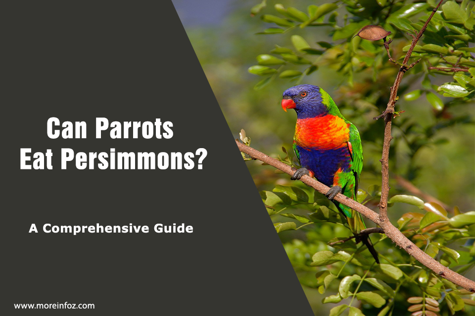 Can Parrots Eat Persimmons? A Comprehensive Guide to Feeding Persimmons to Your Feathered Friend