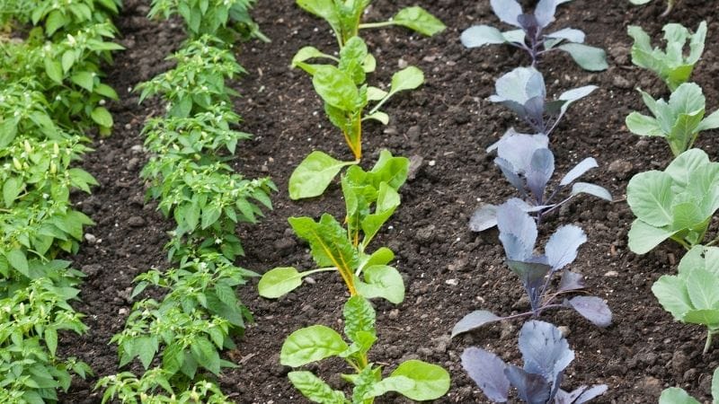 Best Mulch for Vegetable Gardens