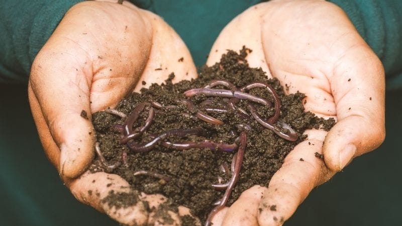 Compost for Beginners