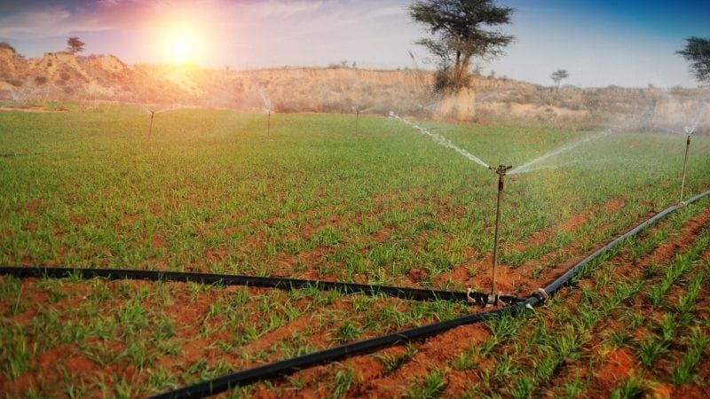 Drip Irrigation Layout