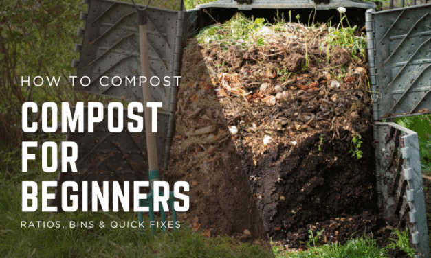 How to Compost: Compost for Beginners — Ratios, Bins & Quick Fixes