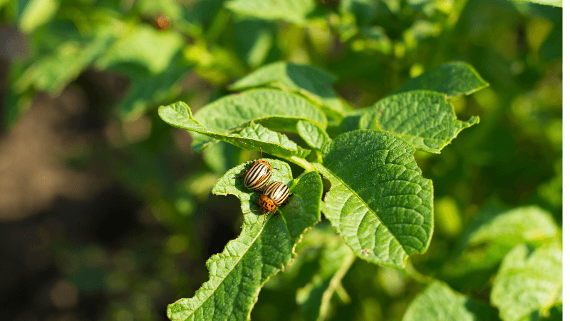 Beneficial Insects & Habitat