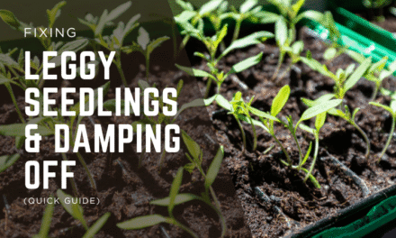 Fixing Leggy Seedlings & Damping Off (Quick Guide)