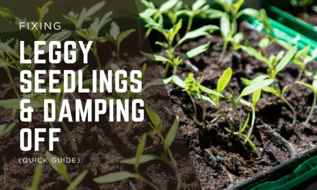Fixing Leggy Seedlings & Damping Off (Quick Guide)