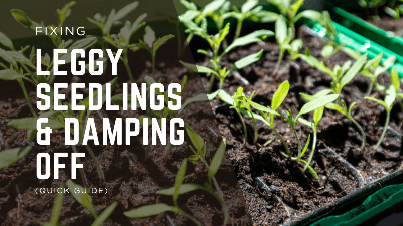 Fixing Leggy Seedlings & Damping Off (Quick Guide)