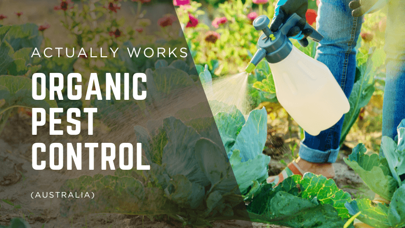 Organic Pest Control That Actually Works (Australia)