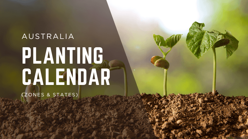 Planting Calendar for Australia (Zones & States)