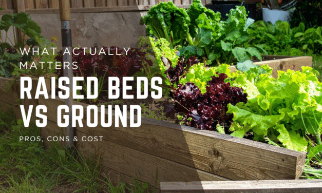 Raised Beds vs Ground: Pros, Cons & Cost