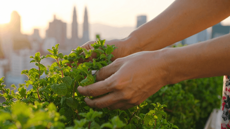 harvesting for continuous growth