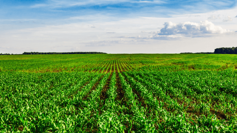 Herbs Quick Start Checklist