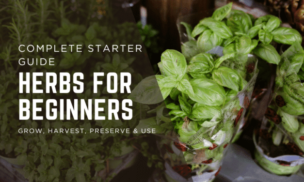 Herbs for Beginners: Grow, Harvest, Preserve & Use (Complete Starter Guide)